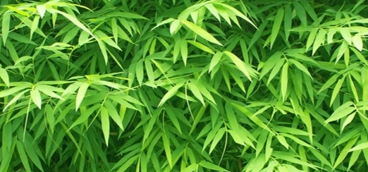 Bamboo water - Groupe Berkem