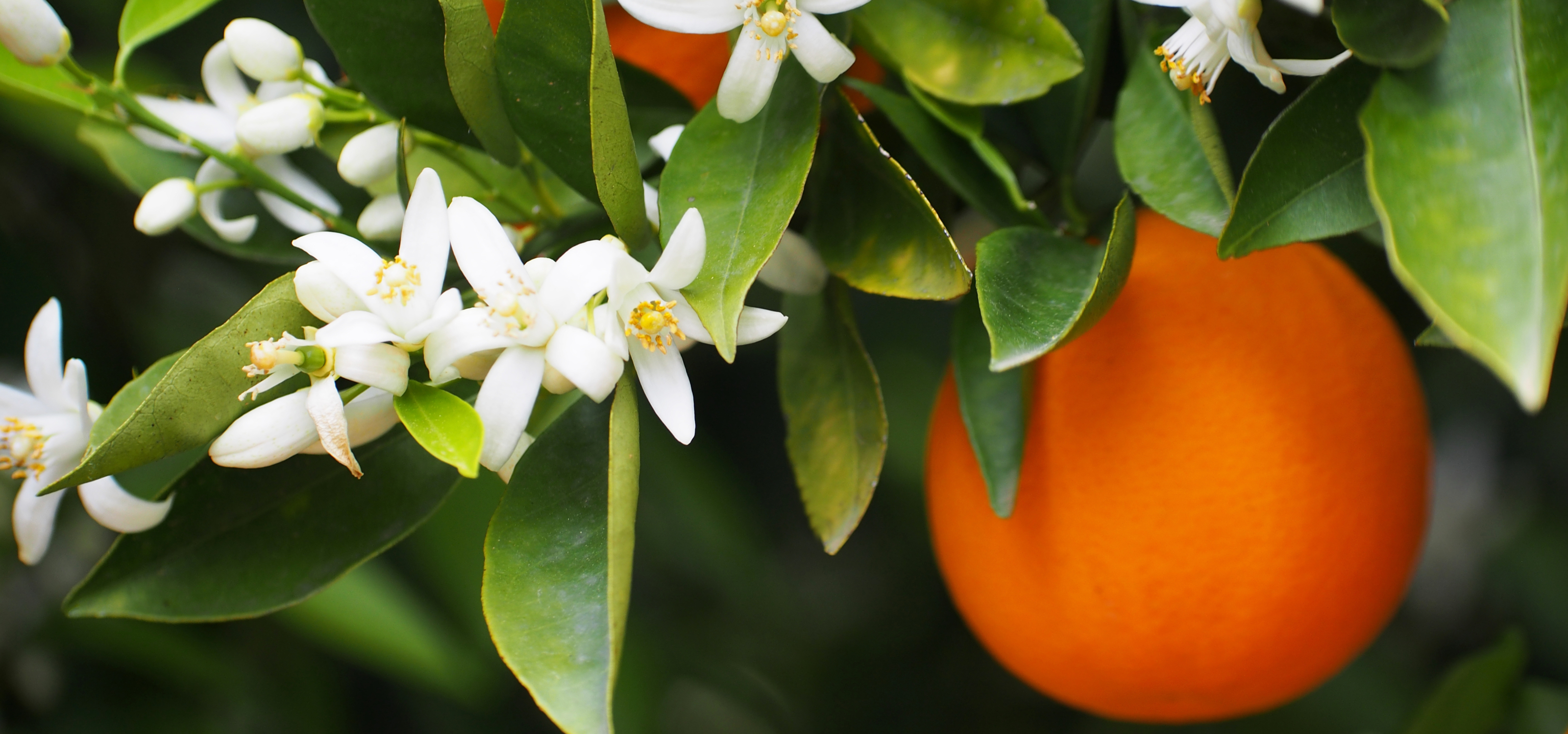 Eau de fleur d'oranger (50g) – Au Gramme Près