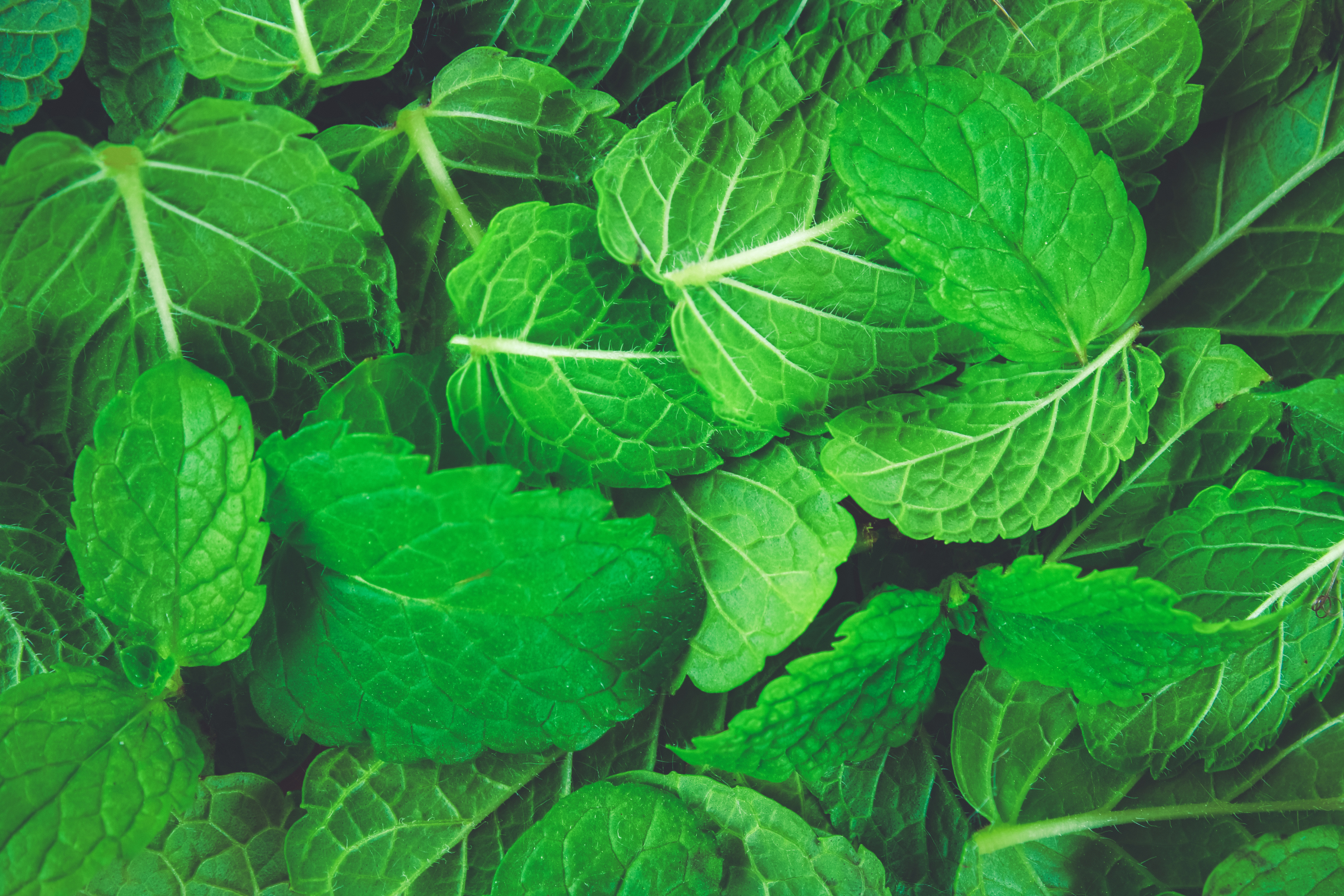 Feuilles de menthe poivrée