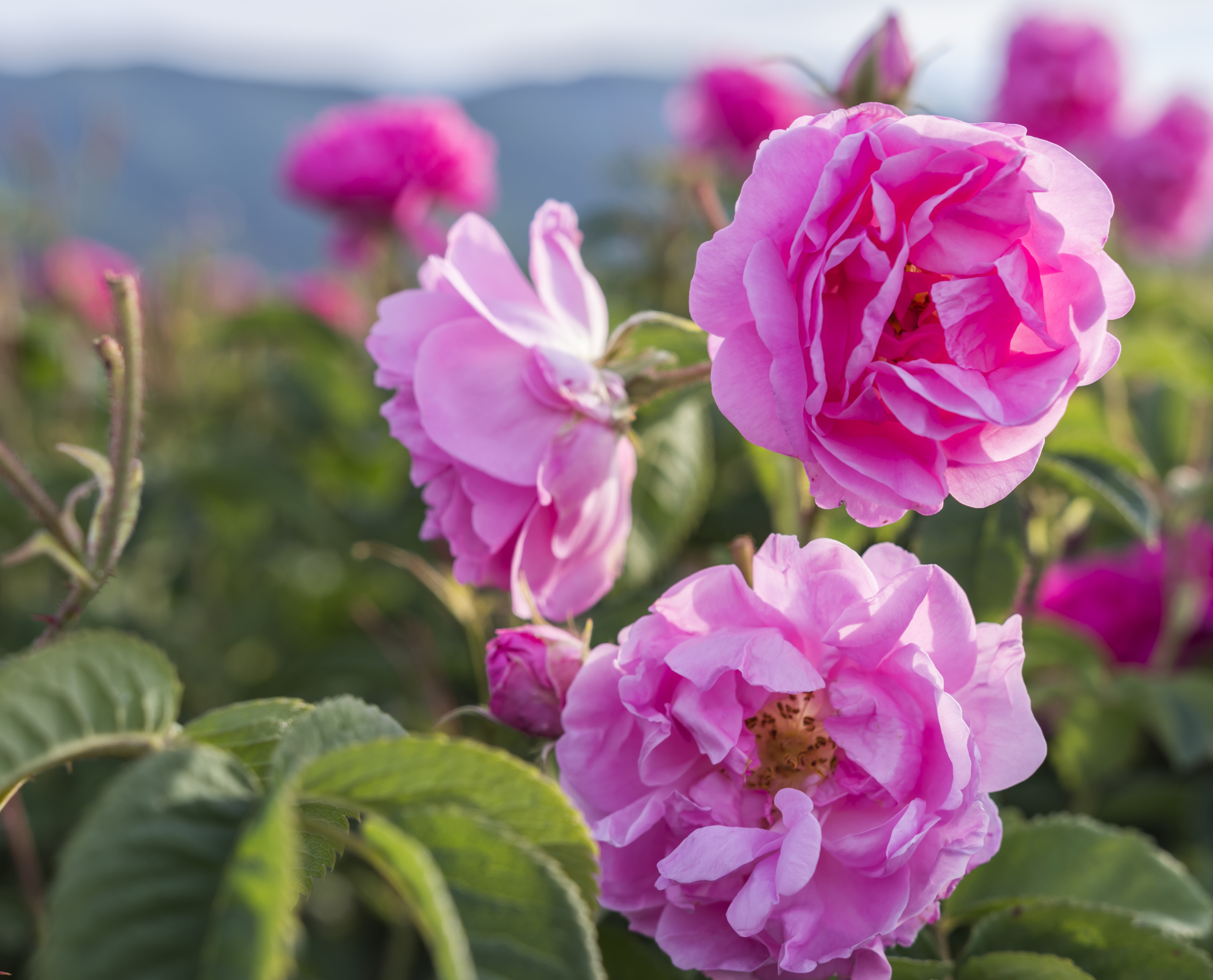 Champs de rose de Damas