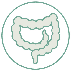 Intestin digestion pictogramme