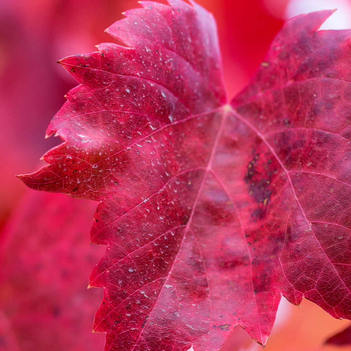 Red vine leaf
